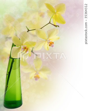 orchid orchid 35364312
