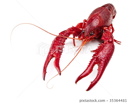 crawfish 35364481