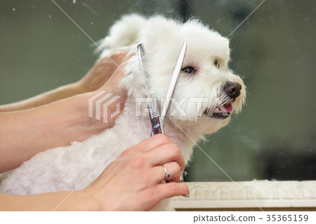 Hands of woman, dog grooming. Hands of woman, dog grooming. 35365159