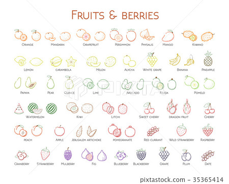 Outline colorful linear web icon set Fruit berry Outline colorful linear web icon set Fruit berry 35365414