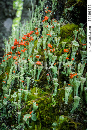 Beautiful blooming moss in the forest 35366551