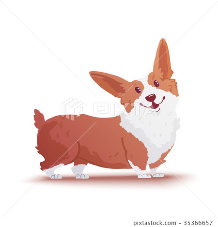 Happy dog Welsh Corgi. The style flat. 35366657
