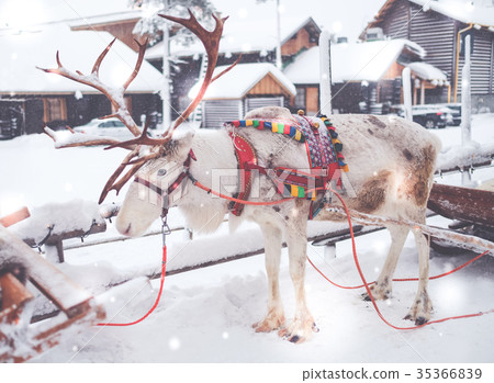 Reindeers in a winter landscape 35366839