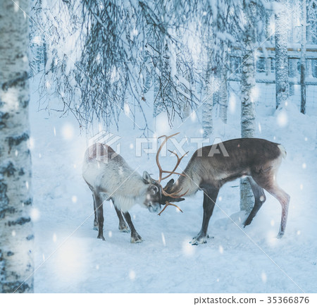 Reindeers in a winter landscape Reindeers in a winter landscape 35366876