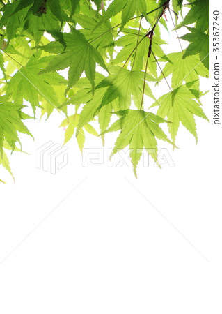 與水下落的槭樹新綠色 與水下落的槭樹新綠色 35367240