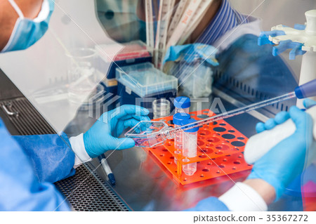 Scientist working in a laminar air flow cabinet  35367272