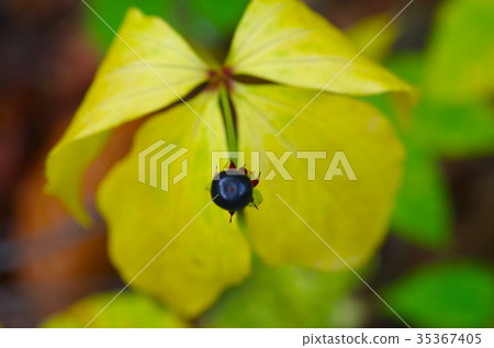 Autumn leaves and fruits 35367405