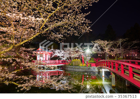 茂原公園夜晚發光的櫻花(千葉縣茂原市)* 2017年4月攝 茂原公園夜晚發光的櫻花(千葉縣茂原市)* 2017年4月攝 35367513