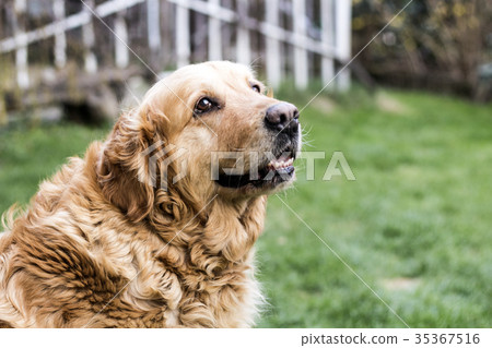 old golden retriever dog 35367516
