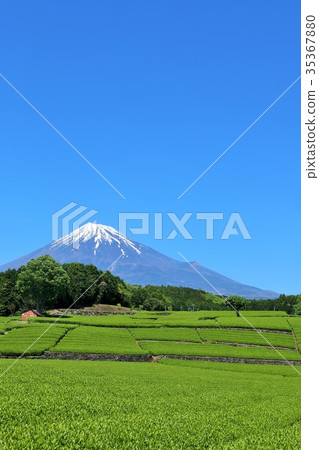 Fuji and fresh green tea fields 35367880