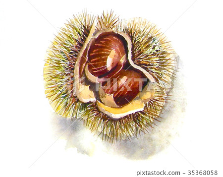 Saki chestnut 35368058