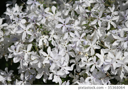 白花園 白花園 35368064