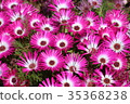 粉紅色的花場 35368238