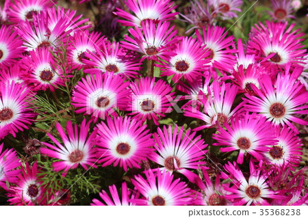 粉紅色的花場 35368238