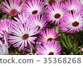 鮮花的顏色春天 35368268