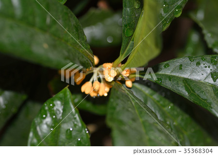 瑪瑙和水滴 35368304