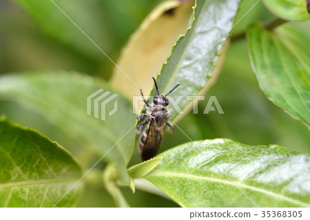 Hemicycle bee on senryo leaf 35368305