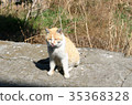 Tongueed cat 35368328