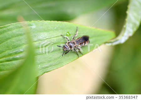Hemicycle wasp on a leaf Hemicycle wasp on a leaf 35368347
