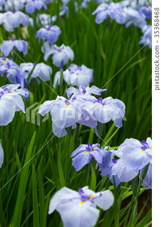 Purplish irises 35368468