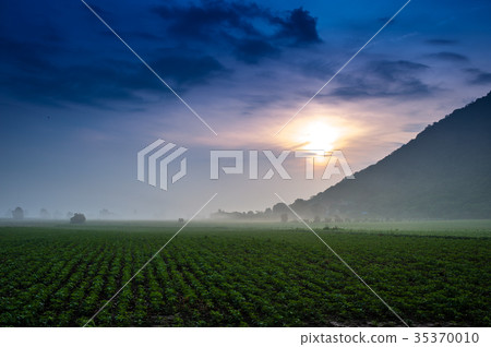 Sunflower Farm Sunflower Farm 35370010