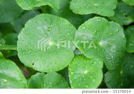 Asiatic Pennywort in traditional Asiatic Pennywort in traditional 35370014