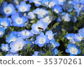 Nemophila和beesch 35370261
