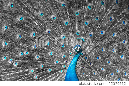 close up of peacock showing drametic trail close up of peacock showing drametic trail 35370312