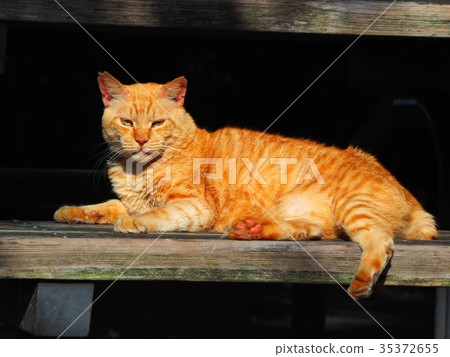 Cat staring at a park bench 35372655