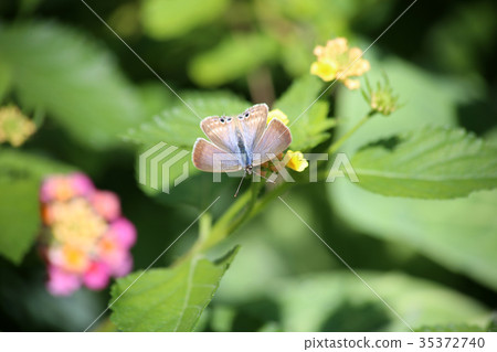 Uranami Shijimi honey honey 35372740