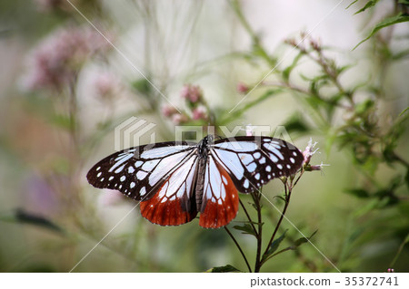 Asagi madara and Fuji Bakama Asagi madara and Fuji Bakama 35372741