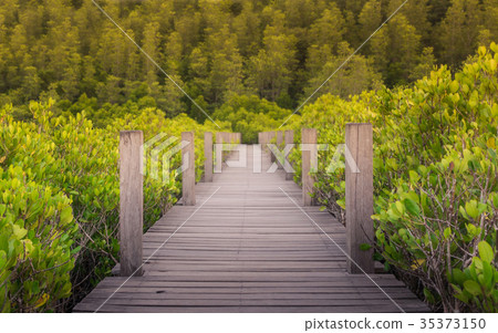 Wood bridge treking trail among mangroove forrest Wood bridge treking trail among mangroove forrest 35373150
