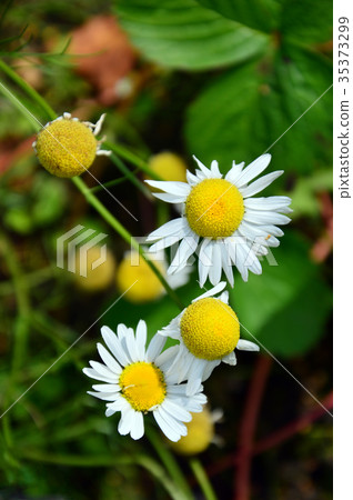 Autumn daisies. Two of them lost their petals. 35373299