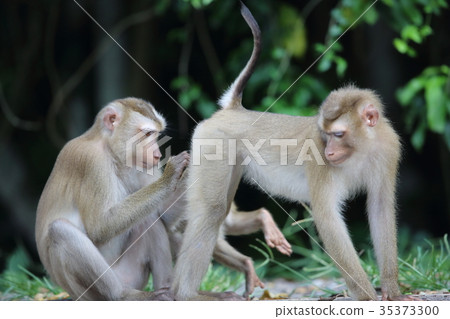 Cynomolgus monkey Cynomolgus monkey 35373300