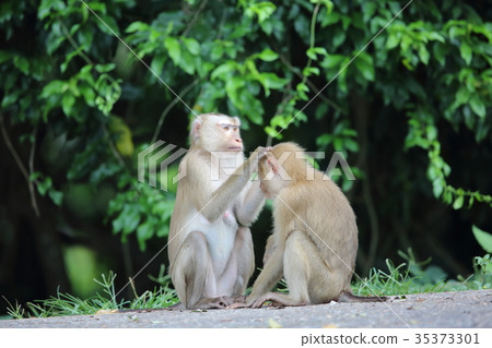 Cynomolgus monkey 35373301