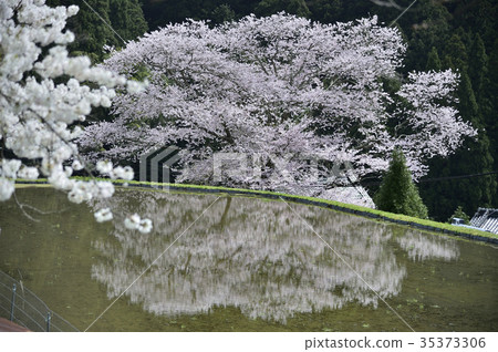 Cherry blossoms of Morokino Nara Uda Cherry blossoms of Morokino Nara Uda 35373306