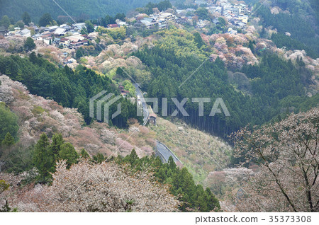 Yoshino Yamazakura盛開的奈良 35373308