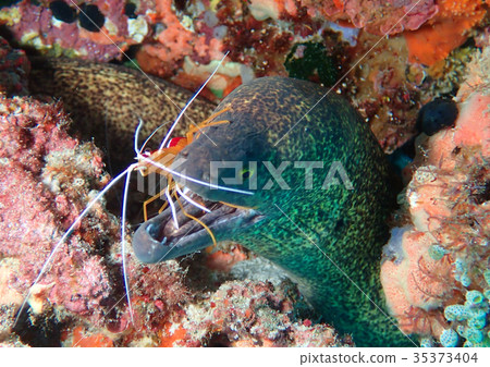 Moray eel and shrimp 35373404