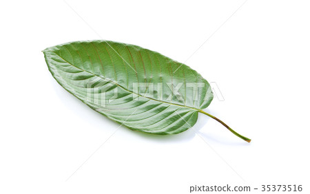 mitragyna speciosa korth (kratom) mitragyna speciosa korth (kratom) 35373516