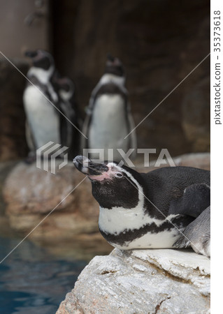 Humboldt企鵝休息它的翼 Humboldt企鵝休息它的翼 35373618