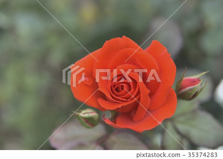 Ibaraki Prefectural government-run Hitachi Beach Park One wheel 35374283