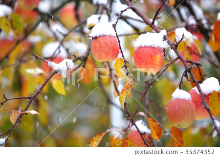 蘋果和第一場雪 35374352