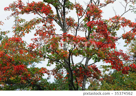 Howi Kaede autumn leaves Howi Kaede autumn leaves 35374562