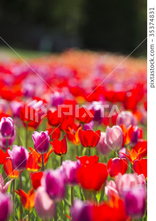 Tulip Tulip 35374831