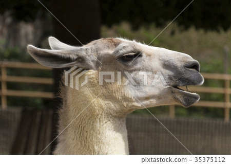 駱駝吃草 35375112