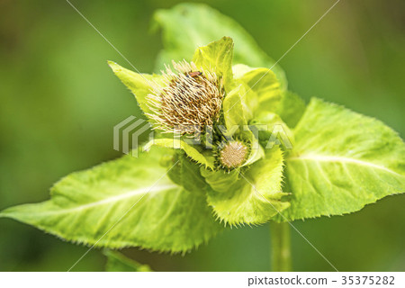 cabbage thistle with flower cabbage thistle with flower 35375282