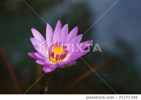 Lotus lotus flower petals 35375398