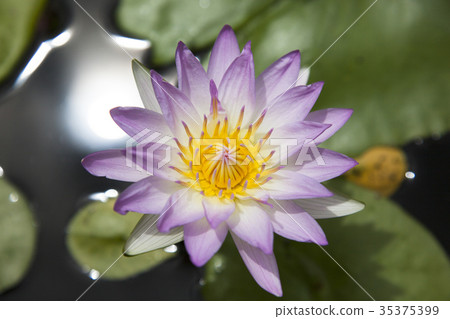 蓮花蓮花瓣 35375399