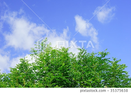 秋天天空綠色2 秋天天空綠色2 35375638