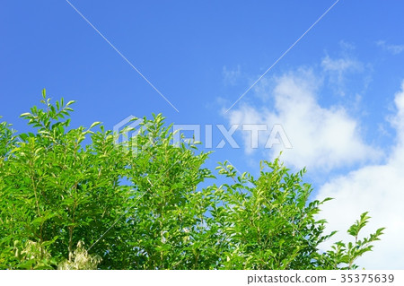 秋天天空綠色1 秋天天空綠色1 35375639